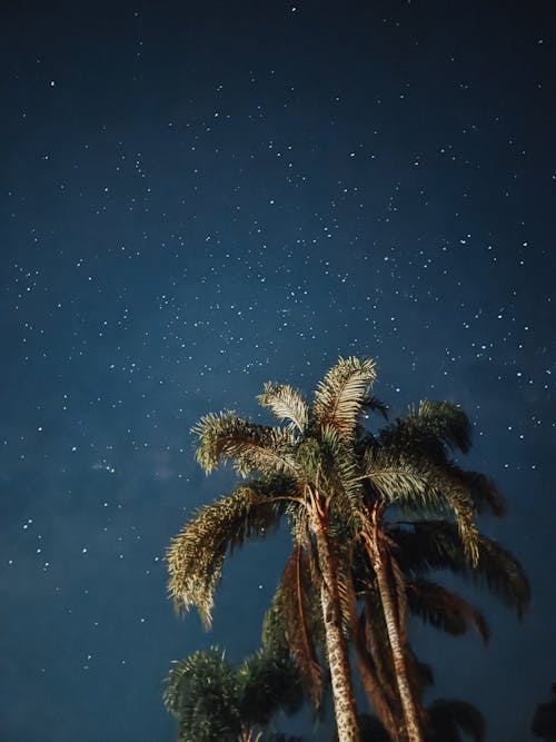 Palm Trees under Night Sky