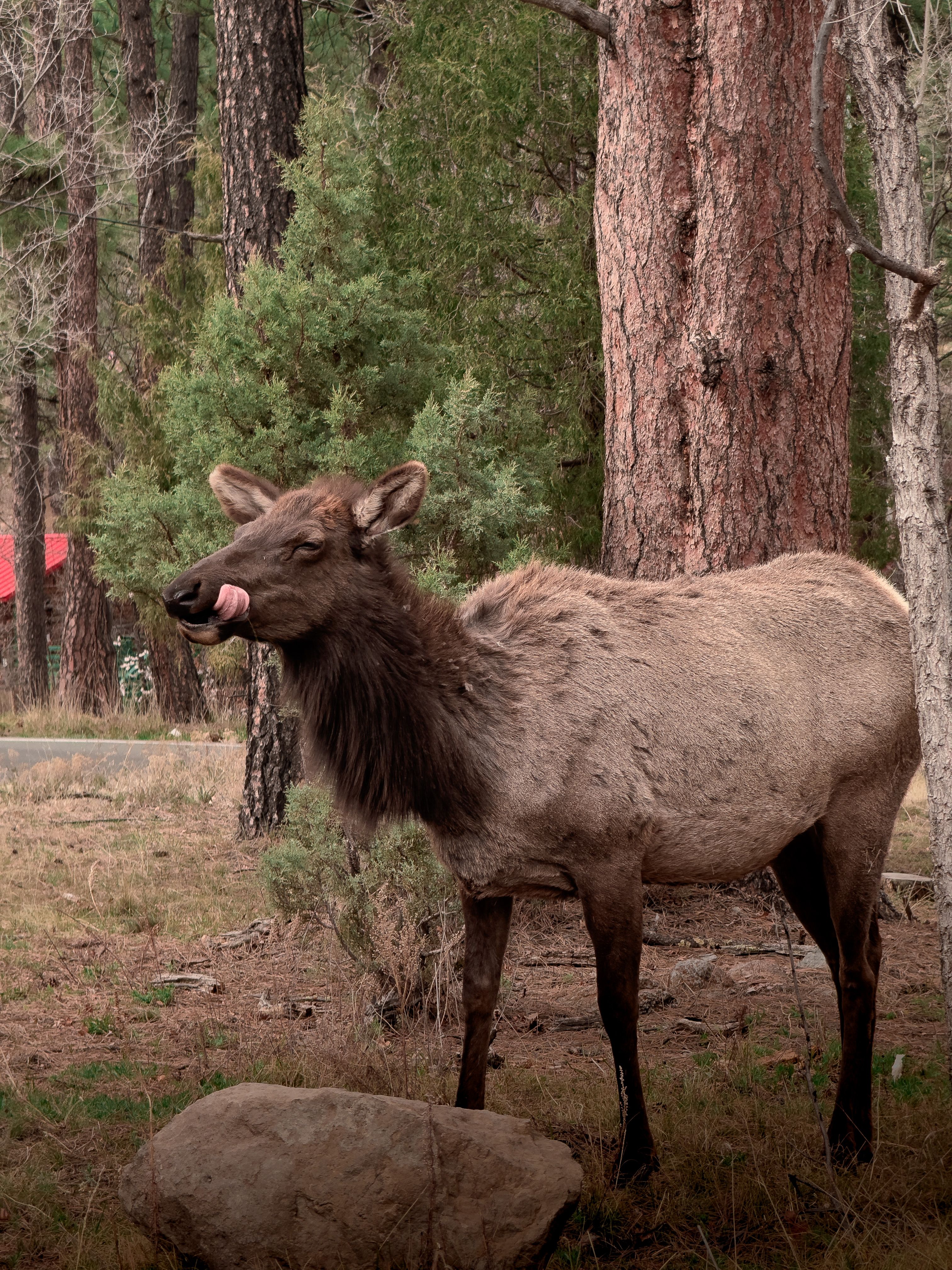 Close-up of an Elk in a Forest · Free Stock Photo
