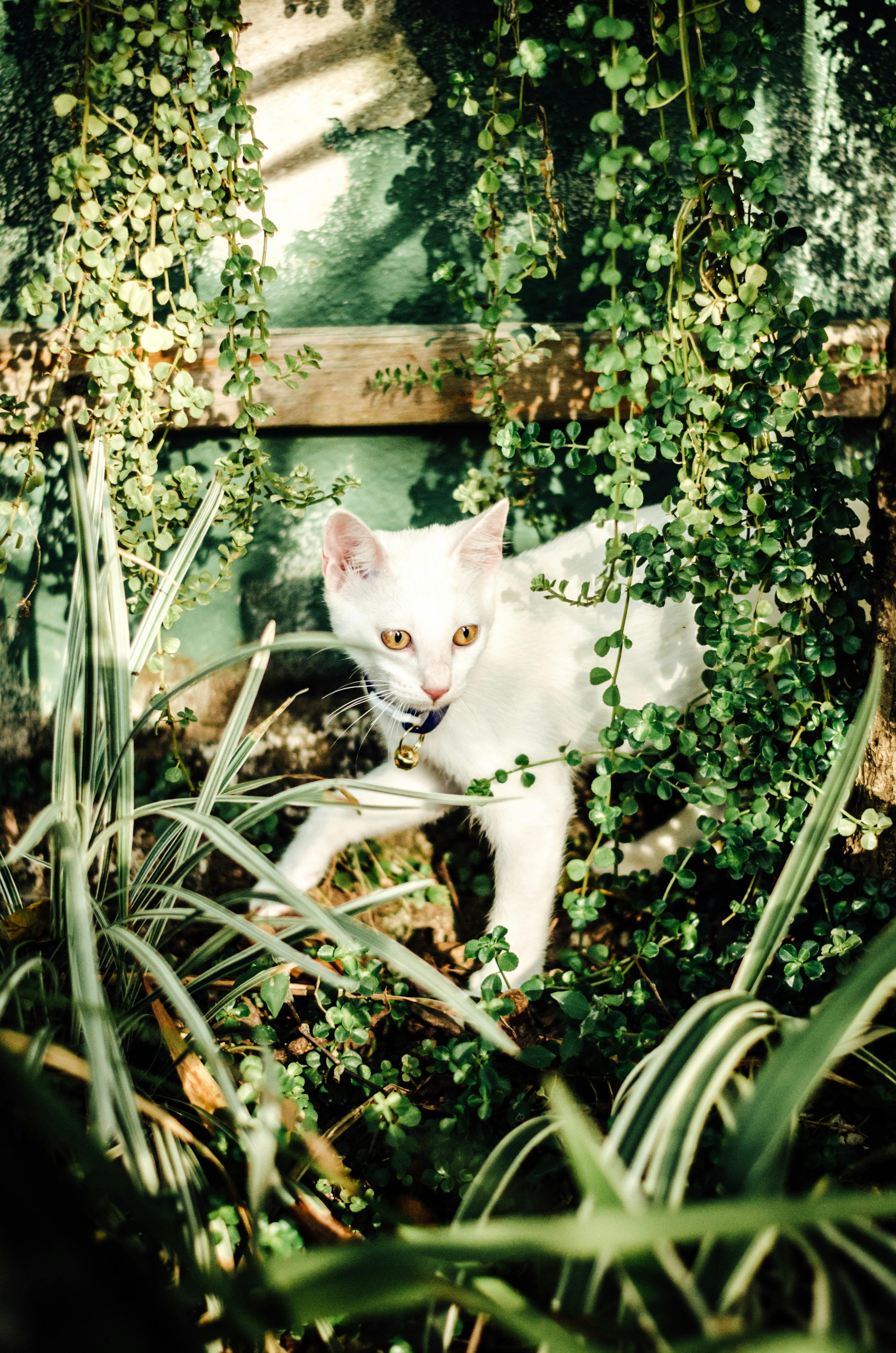 A curious white cat with a collar exploring lush greenery in a greenhouse setting with abundant sunlight.