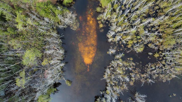 A drone captures a stunning aerial view of a lush forest surrounding a serene wetland, highlighting the harmony of nature.