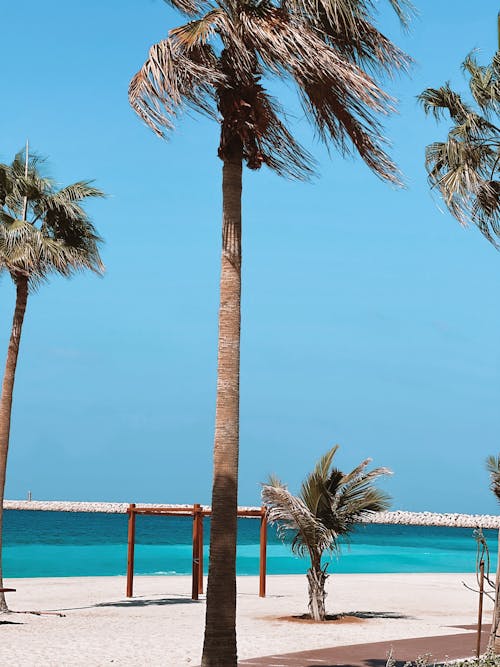 Palm trees on the beach with a blue sky