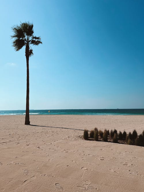 A lone palm tree stands on the beach