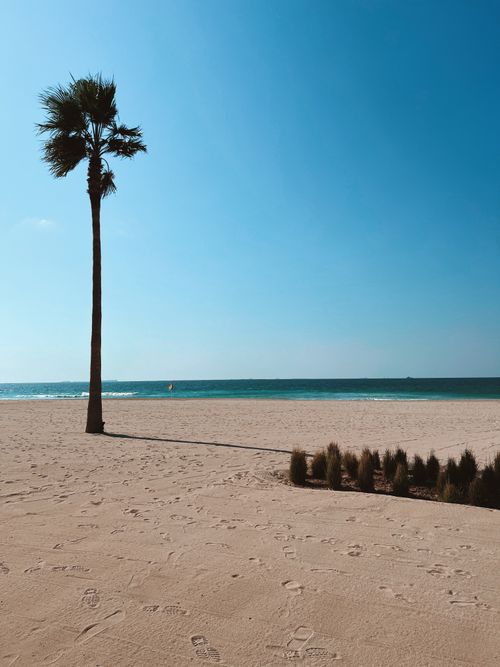 Free Relaxing beachfront scene with a tall palm tree, blue sky, and gentle ocean waves. Stock Photo