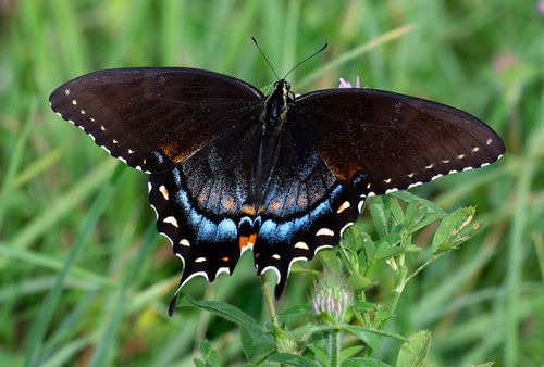 Free Vibrant Eastern Tiger Swallowtail butterfly perched on a green leaf. Stock Photo