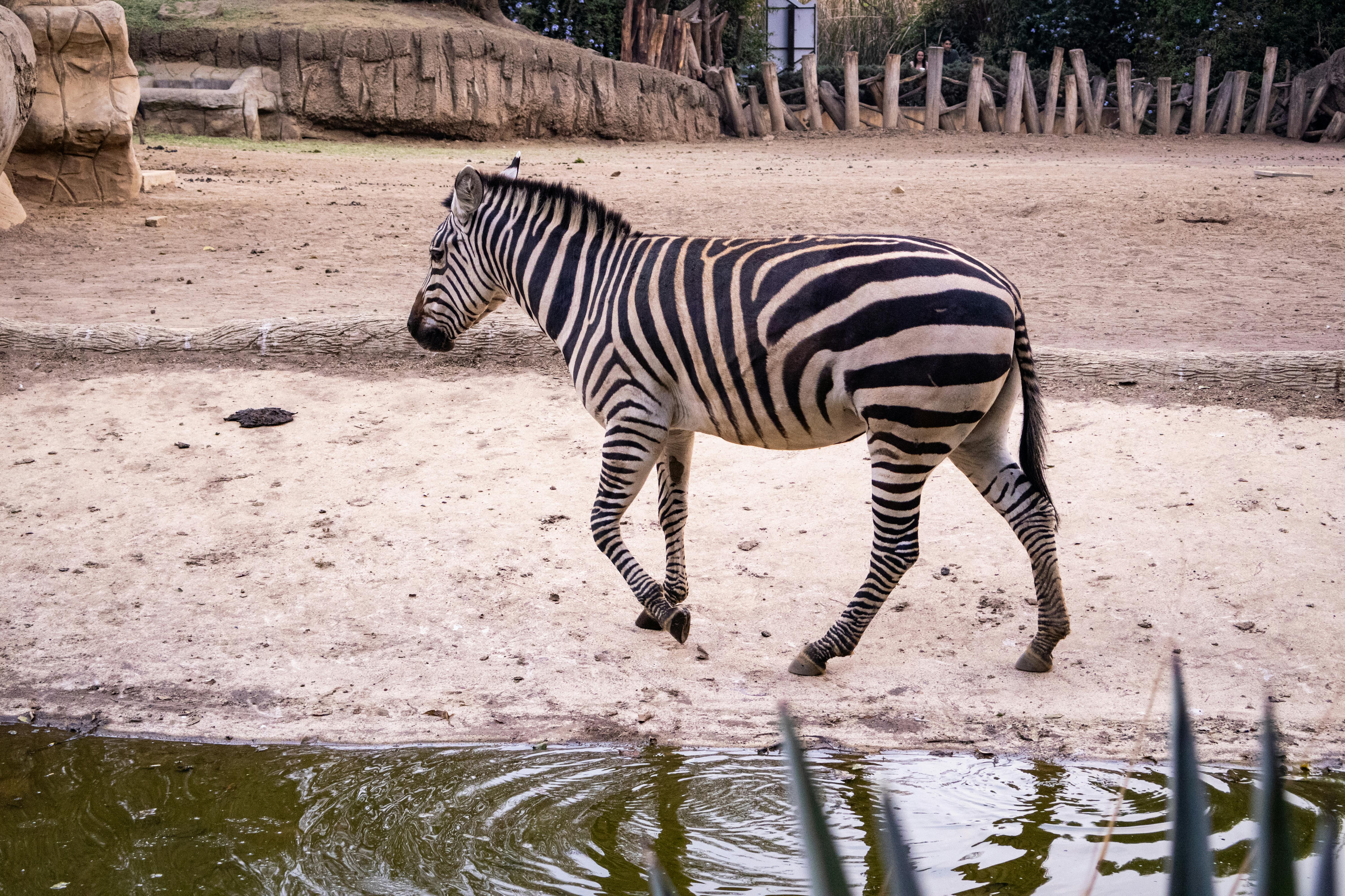 Zebra walking by a water hole in a safari park setting, showcasing natural behavior.