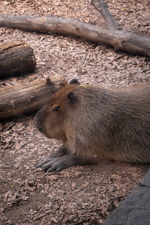 Безкоштовне стокове фото на тему «capybara, африканської дикої природи, бобра»