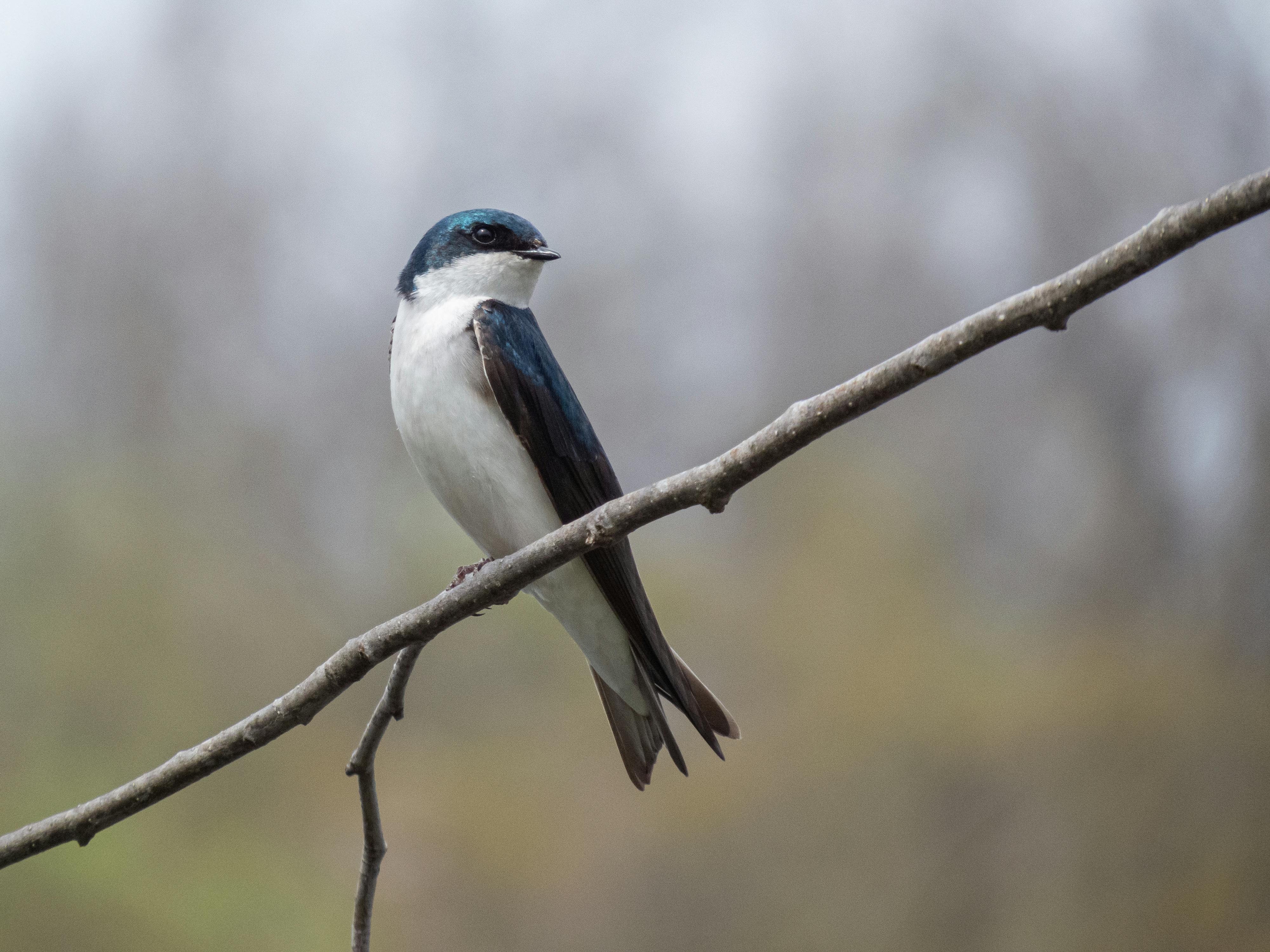 Atkins Diet A Small Guide