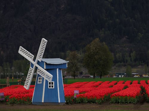 Tulip Festival 