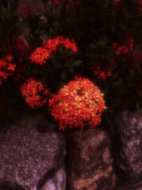 A red flower in a rock garden with some rocks