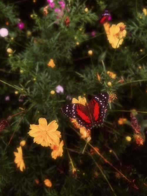A butterfly sits on some yellow flowers