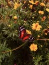 A red and black butterfly sitting on some yellow flowers