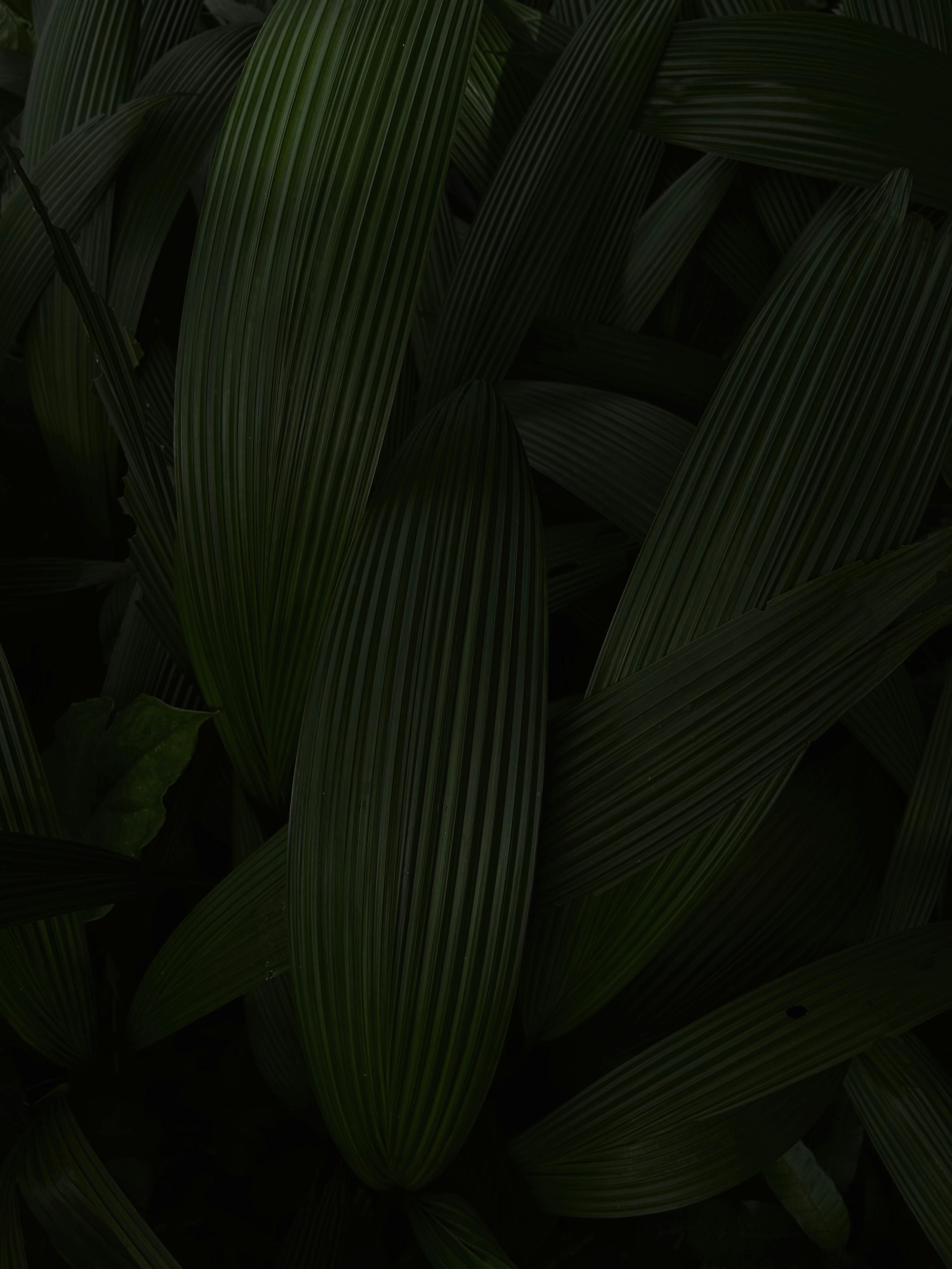 免费 光合作用, 叶特写, 叶脉 的 免费素材图片 素材图片