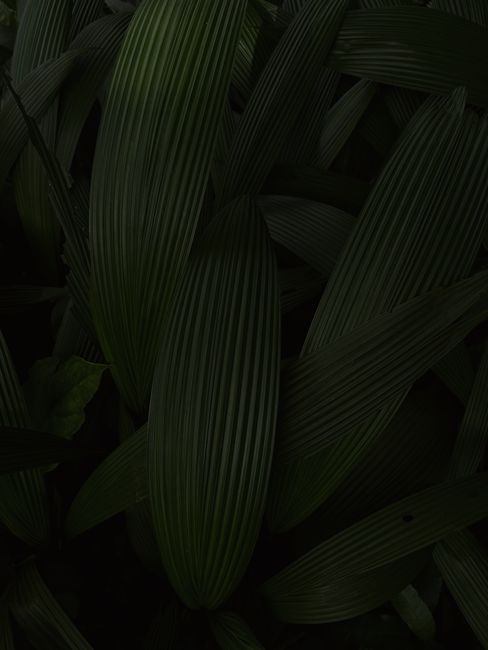 Moody close-up of dark green leaves showcasing intricate texture and natural beauty.