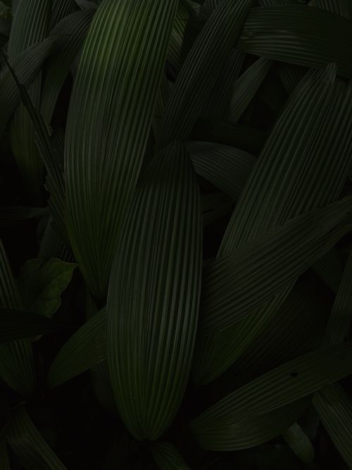 Free Moody close-up of dark green leaves showcasing intricate texture and natural beauty. Stock Photo