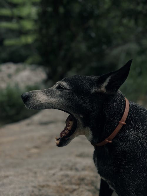 A dog with its mouth open on a rock