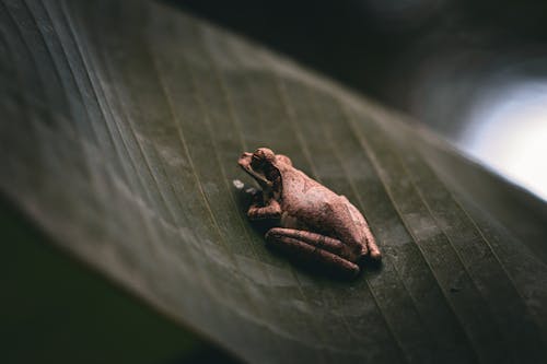 Ingyenes stockfotó akció, állat, álló kép témában