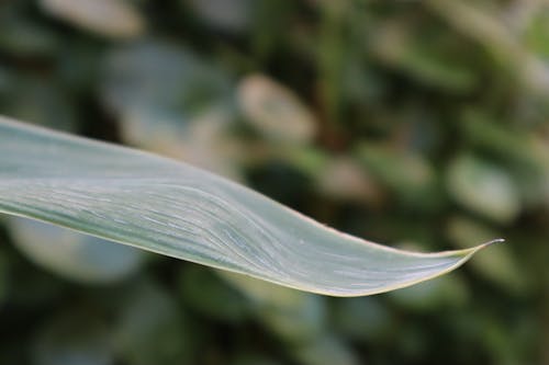 Kostnadsfri bild av bokeh, mörkgröna blad, stora löv