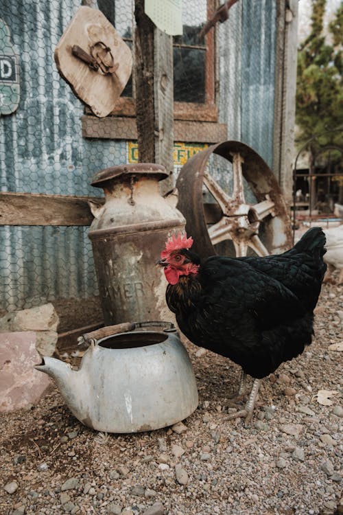 Imagine de stoc gratuită din animale domestice, antichitate, arhitectură