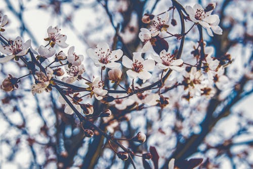 Fotos de stock gratuitas de árbol, blanco, flor
