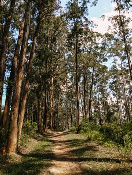 Photo Of Trees During Daytime