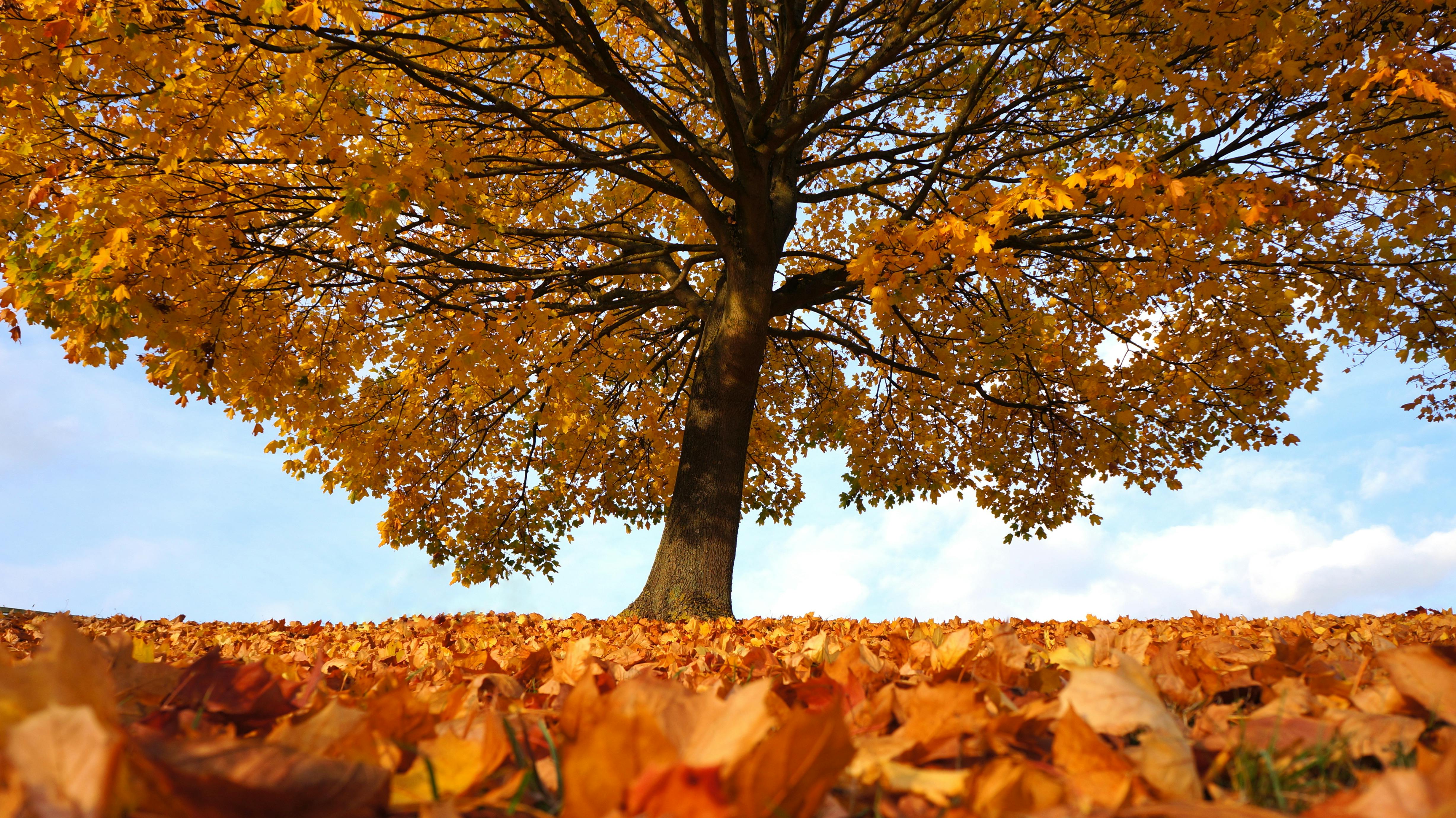 Image Name Large oak tree with golden fall leaves