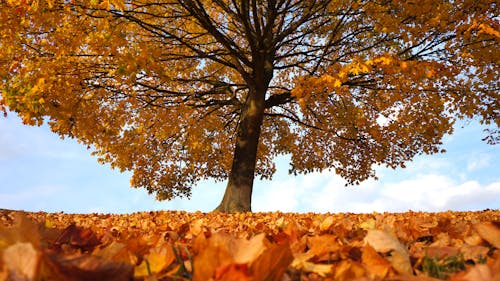 Yellow Leafed Tree