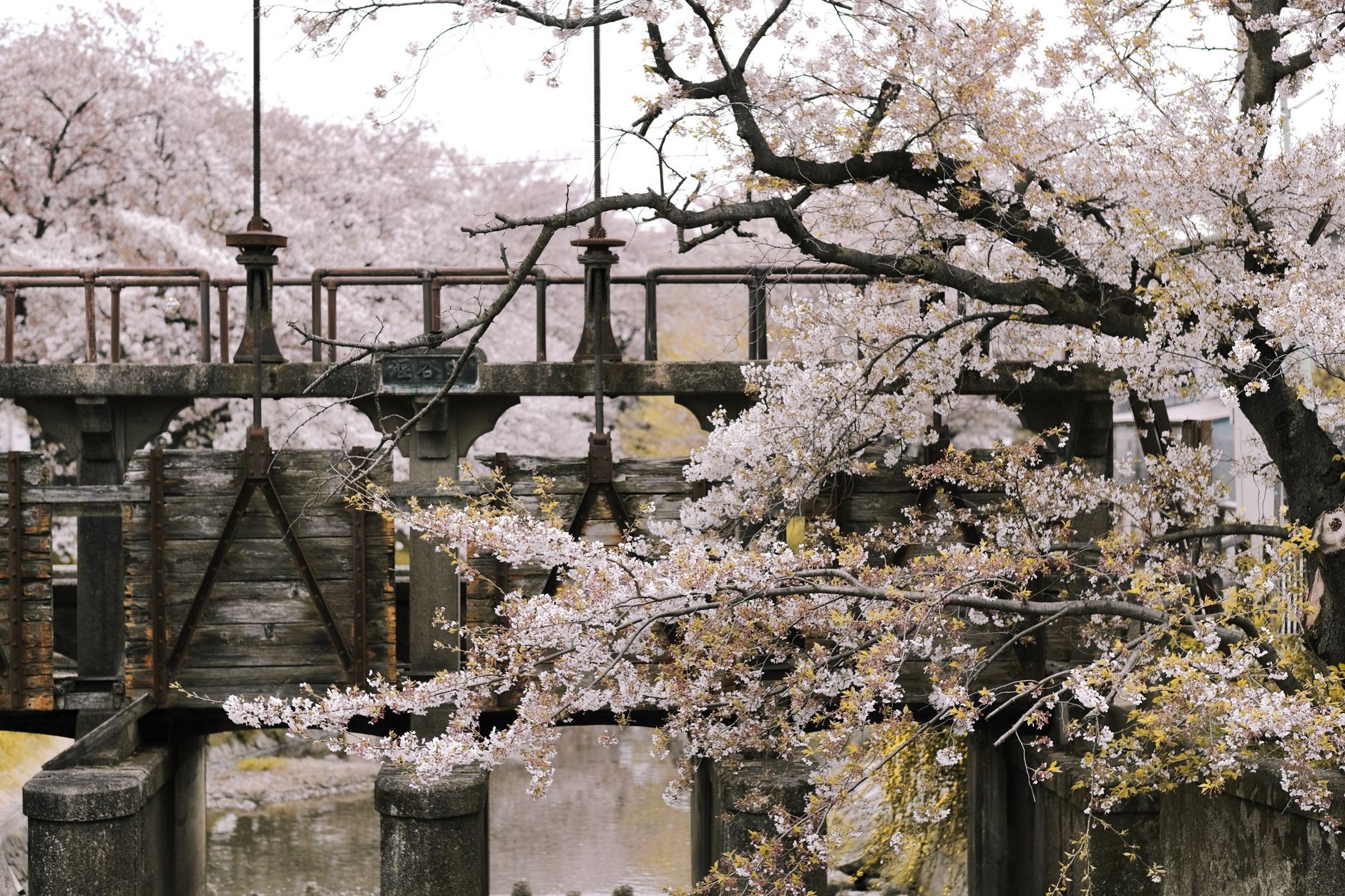 Puente rústico rodeado de cerezos en flor en Japón