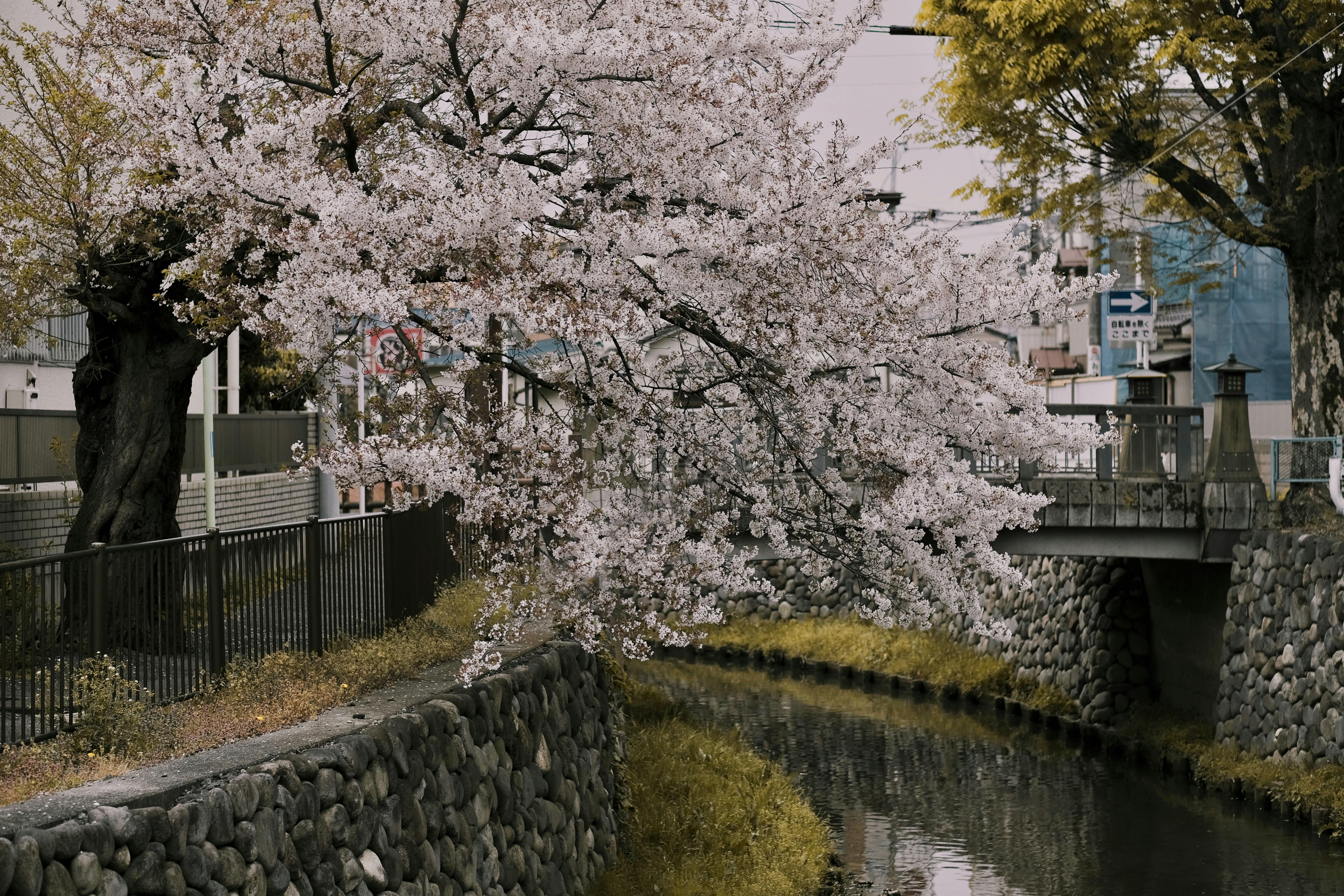 White Cherry Blossom Tree Near River · Free Stock Photo