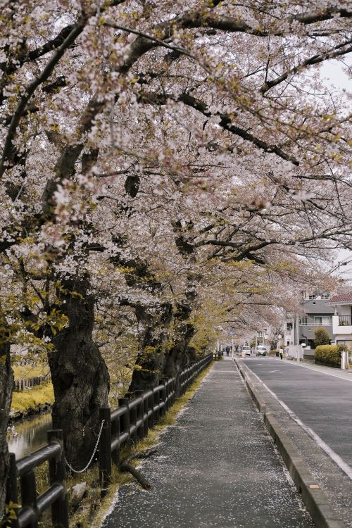 Free Beautiful cherry blossom trees in full bloom lining a serene park road in spring. Stock Photo