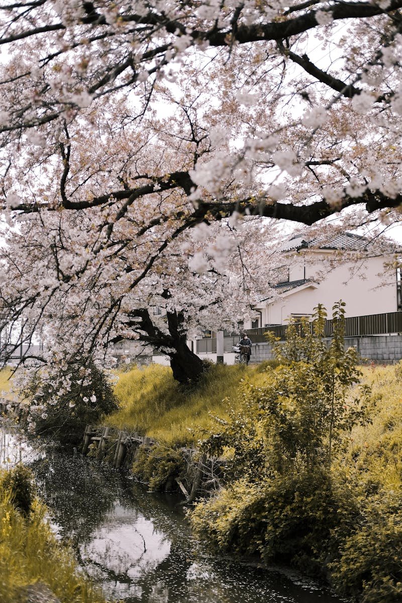 Fennec Tilki Sahiplenmek: Fiyat, Yasal Durum ve Türkiye Rehberi 2026 - Görsel 1