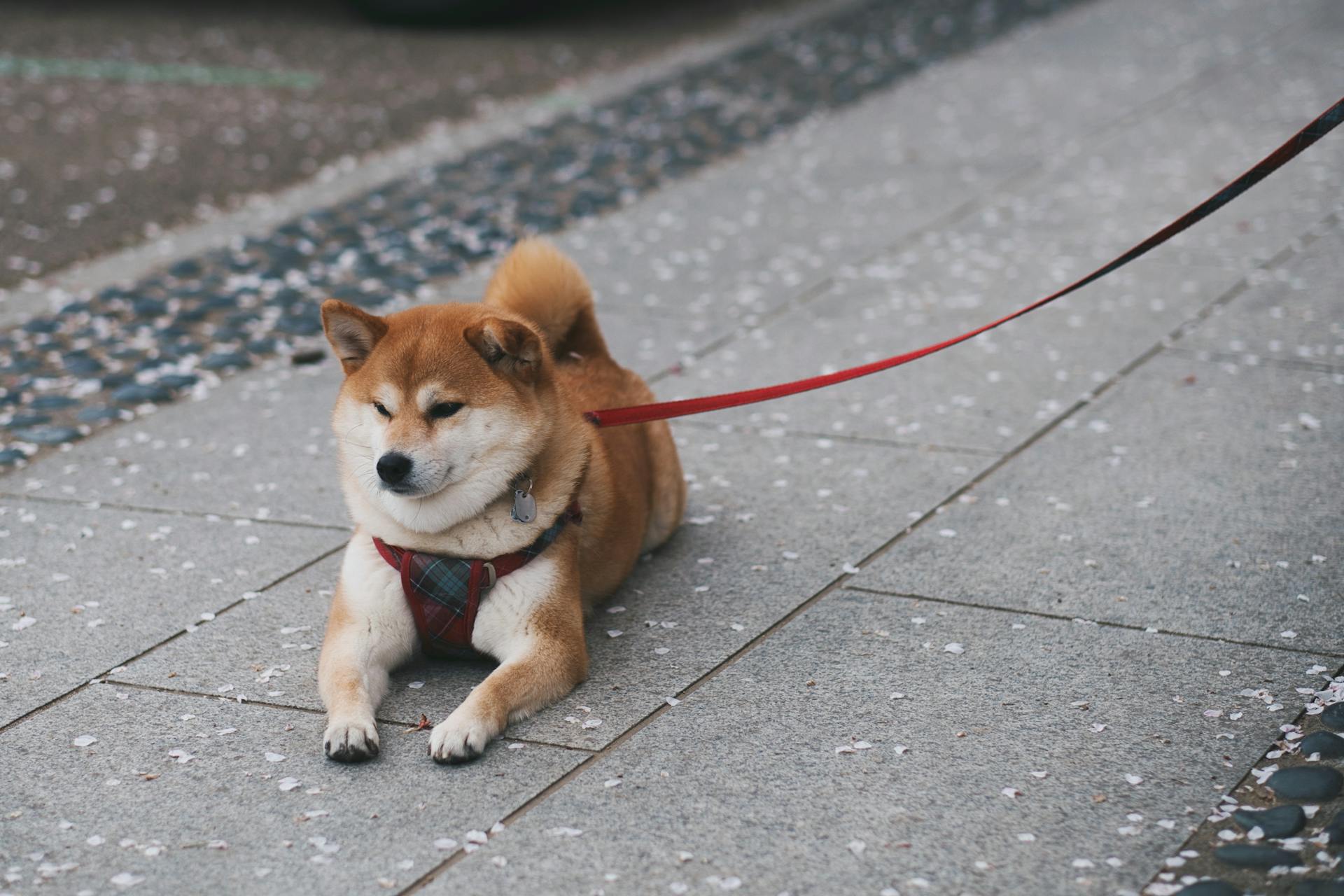 Shiba Inu Resting on Pavement