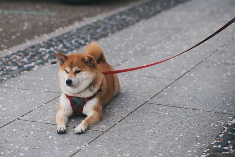 A cute Shiba Inu dog resting on a paved sidewalk, holding a red leash.