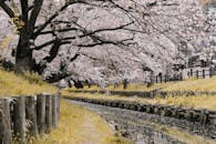 一条宁静的日本河流上樱花盛开，展现了大自然的美丽