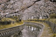 宁静的运河两旁，樱花树排列成行，盛开着粉红色的花朵，呈现出美丽的春天景观