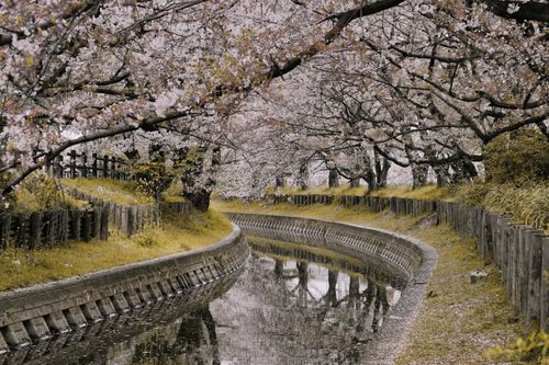 Free Cherry blossom trees line a peaceful canal, offering a beautiful spring landscape filled with pink blooms. Stock Photo