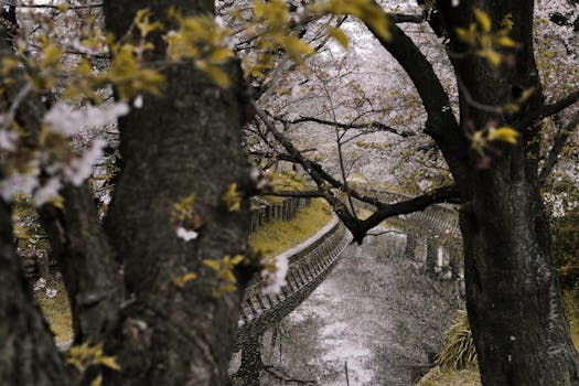 樱花树映衬着宁静的河景，尽显春天的神韵