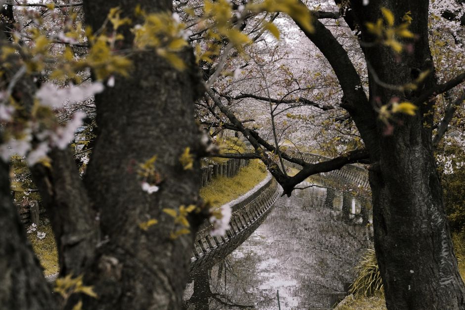 liburan musim semi ke Jepang melihat sakura