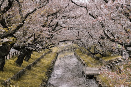 Free River Between Cherry Blossoms Stock Photo
