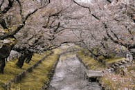 春天，日本运河两旁长满了樱花树，风景如画