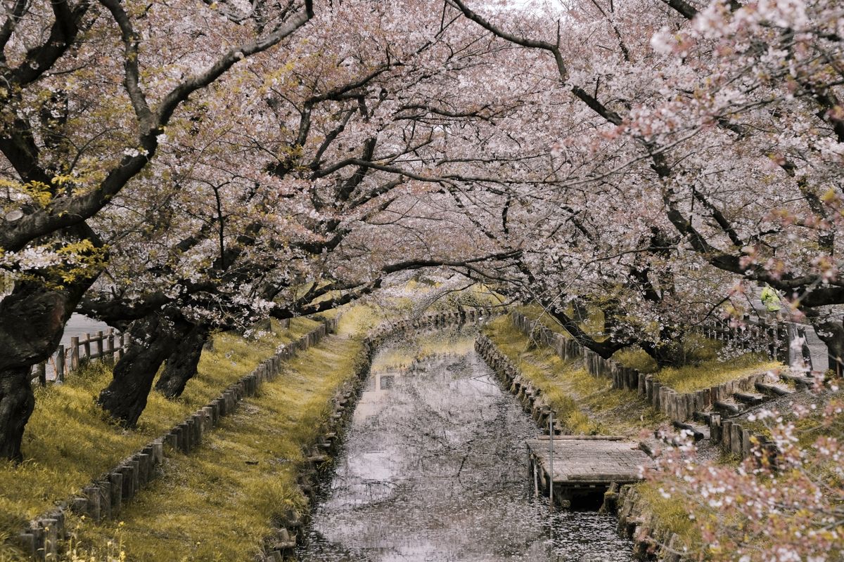 Picturesque canal lined with cherry blossom trees during spring in Japan