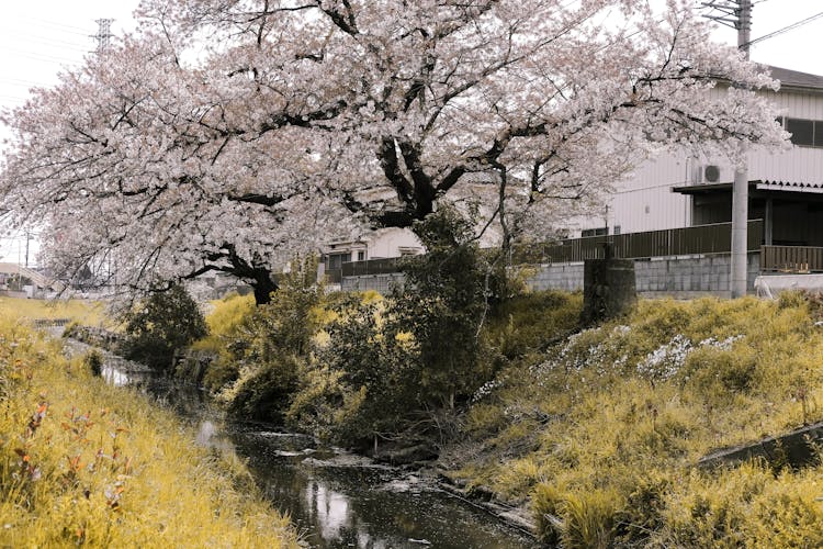 Cherry Blossom Near A Creek
