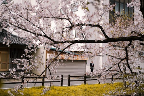 樱花穿过街道的卷帘门