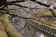 运河上倒映着宁静的樱花树枝，唤起了春天的宁静氛围