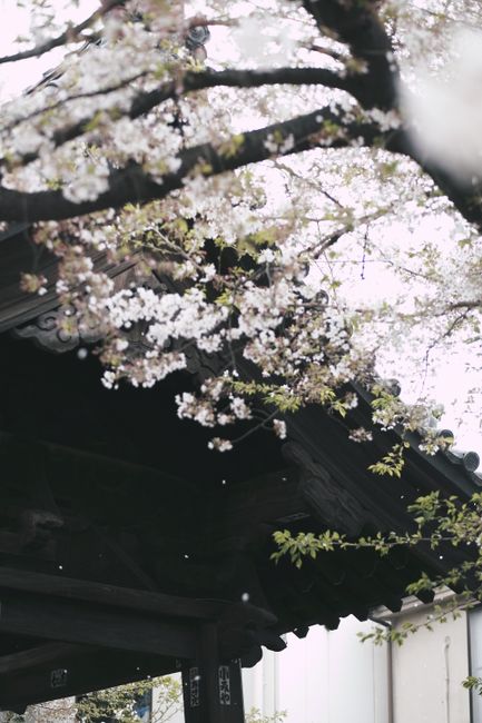 Spring (September - November): Renewal and Rebirth Spring (September - November): Renewal and Rebirth