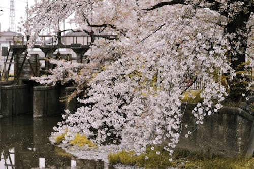 Free Cherry Blossom Tree Next to Pond Stock Photo