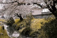 泉运河畔，樱花盛开，绿树成荫，景色宁静而美丽