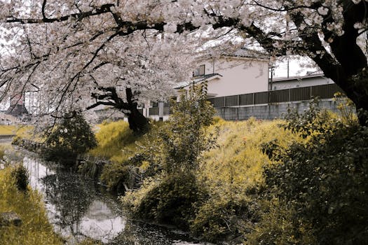 泉运河畔，樱花盛开，绿树成荫，景色宁静而美丽