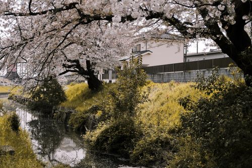 Free Beautiful spring canal with cherry blossoms and lush greenery, offering a tranquil scenery. Stock Photo