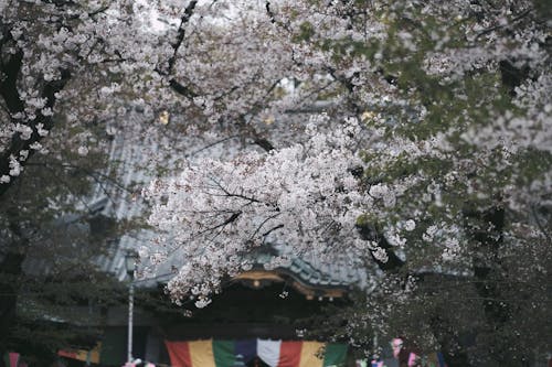 Blooming Cherry Blossoms