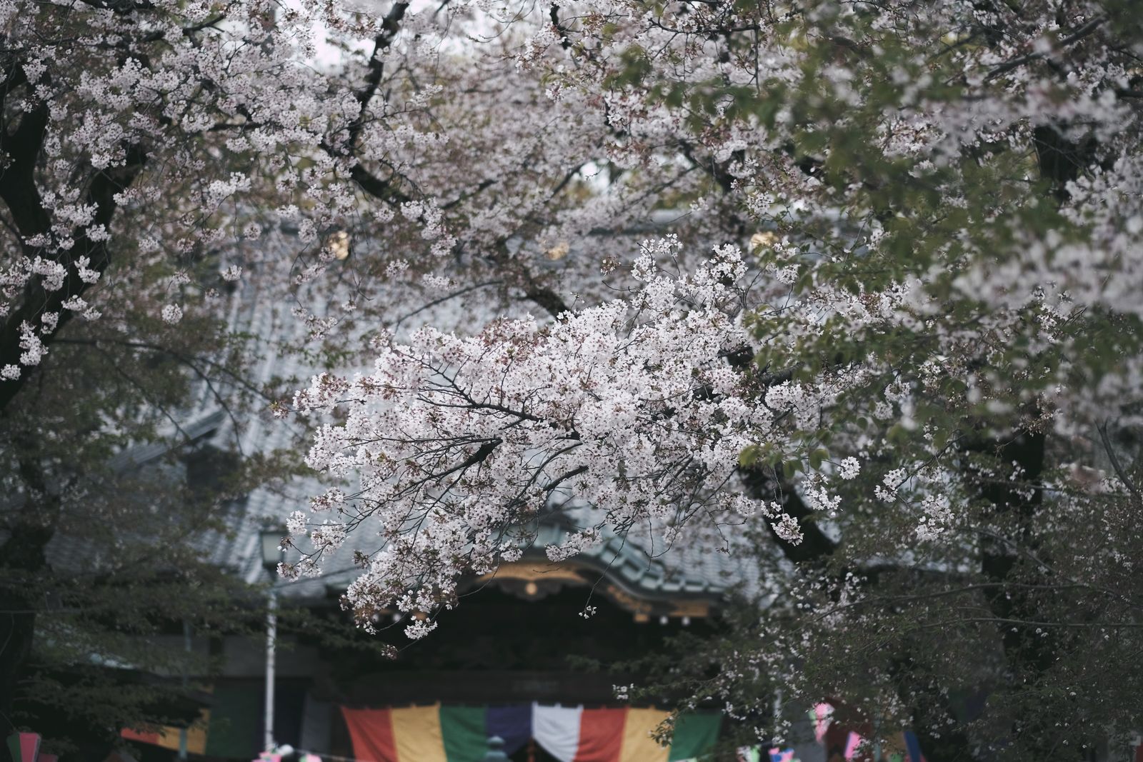 Cherry blossom season in Japan